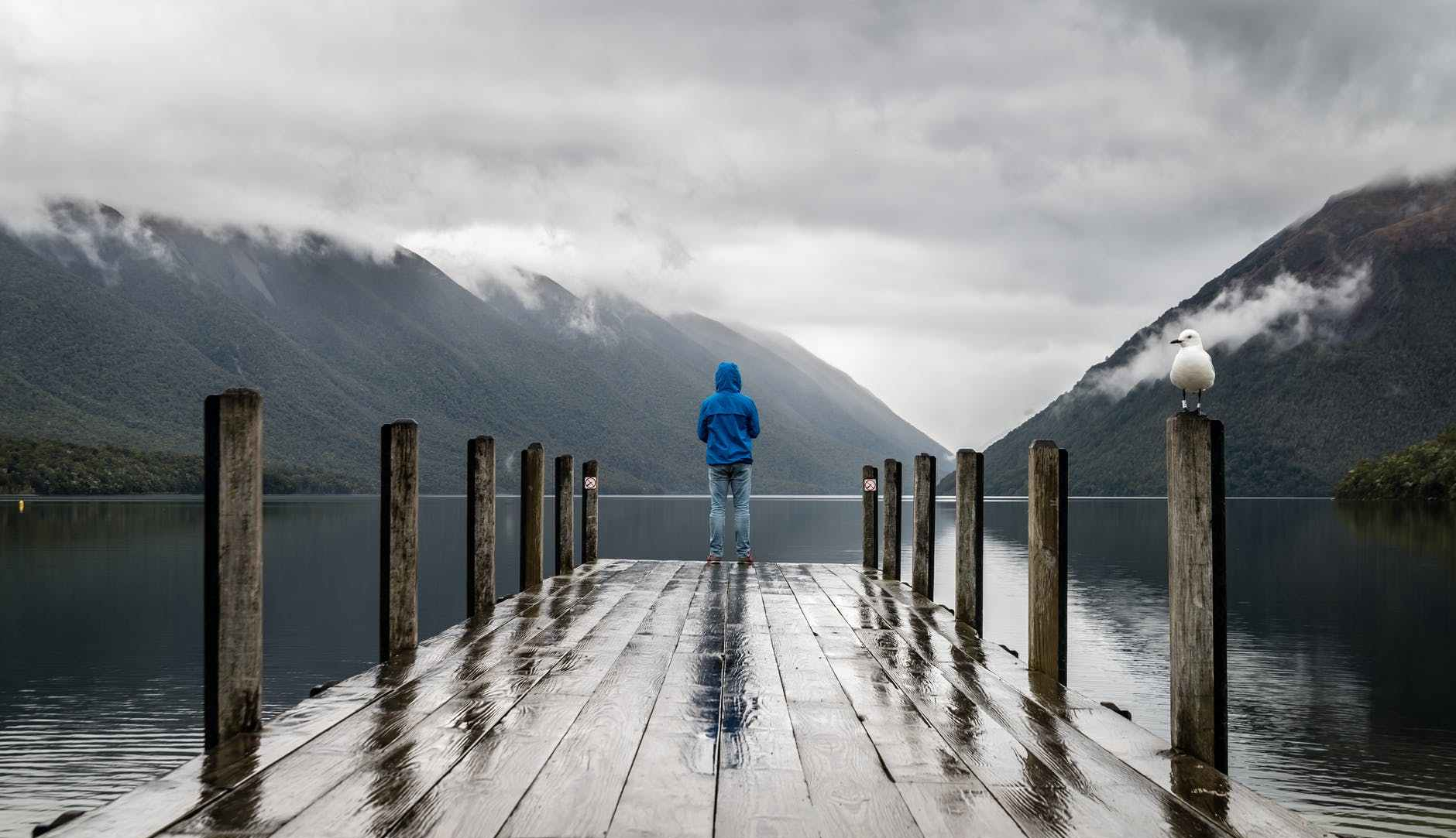 alone animal bird clouds